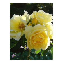 Yellow Rose Post Cards