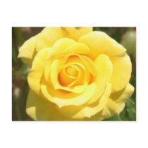 Yellow Rose Post Card