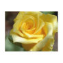 Yellow Rose Postcard - Customised