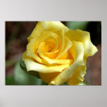 Yellow Rose Poster posters