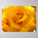 Yellow Rose posters