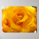 Yellow Rose posters