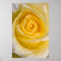 Yellow rose ... poster
