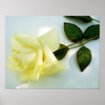 Yellow Rose Poster