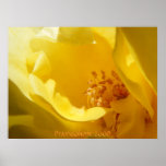 Yellow Rose Print