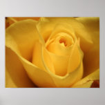 Yellow Rose, S Cyr posters