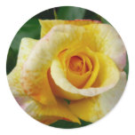 yellow rose round stickers