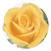 Yellow Rose Sticker