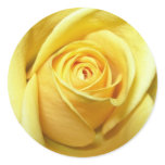 yellow rose sticker