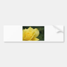 Yellow Rose with a Guest Bumper Sticker