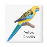 Yellow Rosella Square Magnet