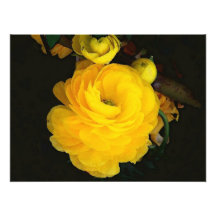 Yellow Roses Photography