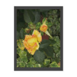 Yellow Roses postcards