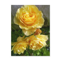 yellow roses post cards