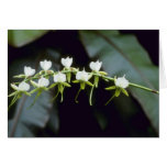Yellow Rothschildiana (Vanda) flowers Greeting Card