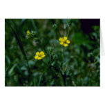 yellow Rough Cinquefoil (Potentilla Norvegica) flo Cards