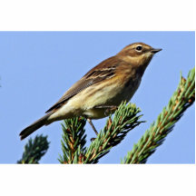 Yellow-rumped Warbler Cut Outs