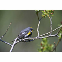 Yellow-Rumped Warbler Photo Cutout