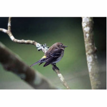 Yellow-rumped warbler photo sculptures