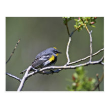 Yellow-Rumped Warbler Post Card