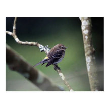 Yellow-rumped warbler post cards