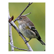 Yellow-rumped Warbler Postcard