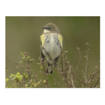 Yellow-rumped Warbler Postcard