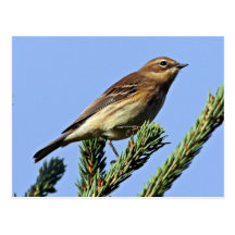 Yellow-rumped Warbler Postcards
