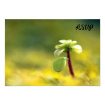 Yellow Sedum Invitation