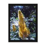 Yellow Shrimp Plant with ants postcard
