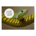 Yellow Snake cards