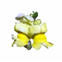 Yellow Snapdragon pin Acrylic Cut Outs