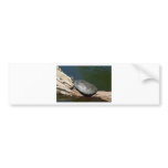 Yellow-spotted Amazon turtle bumper stickers