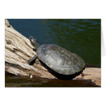 Yellow-spotted Amazon turtle cards