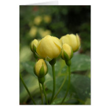 Yellow Spring Banksia Rose Buds Note Card