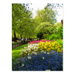 Yellow St. James Park, London, England flowers Post Cards