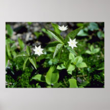 Yellow Starflower (Trientalis Borealis) flowers Poster
