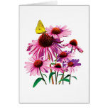 Yellow Sulphur Butterfly on Coneflower cards
