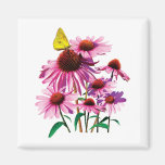Yellow Sulphur Butterfly on Coneflower Refrigerator Magnets
