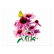 Yellow Sulphur Butterfly on Coneflower Postcards