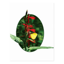 Yellow Sulphur Butterfly on Red Salvia Postcard