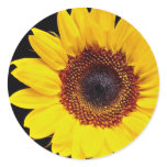 Yellow sunflower  flowers stickers