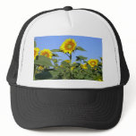 Yellow sunflower