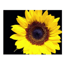 Yellow sunflower post card
