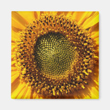 Yellow Sunflower Refrigerator Magnets