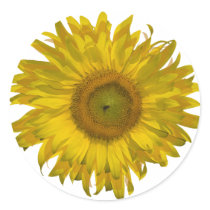 Yellow Sunflower Sticker