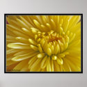 Yellow Sunshine posters
