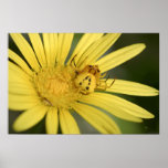 Yellow Surprise posters