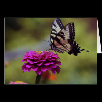 Yellow Swallowtail Butterfly cards