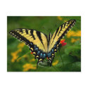 Yellow Swallowtail Butterfly Postcard